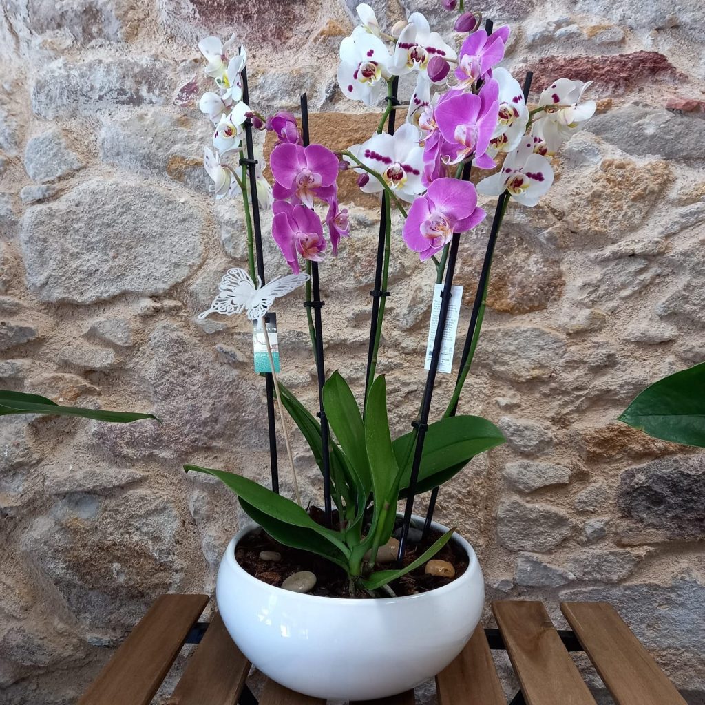 floristeria zamora